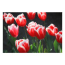 Pesquisar por tulipas brancas pôsteres Plantas