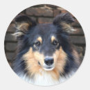 Pesquisar por sheltie adesivos Cão