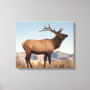 Pesquisar por antlers impressão de canvas Danita delimont