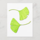 Pesquisar por ginkgo cartoes postais Folhas de ginkgo