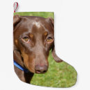 Pesquisar por dachshund meias de natal Amante de cachorro