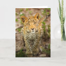 Pesquisar por wildlife cartoes Nature