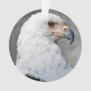 Pesquisar por águia americana ornamentos Raptor