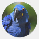 Pesquisar por macaw adesivos Azul