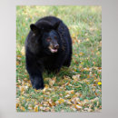 Pesquisar por urso preto pósteres pôsteres Animal