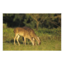 Pesquisar por mundo natural pósteres pôsteres Animal