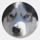 Pesquisar por roucos adesivos Husky siberiano