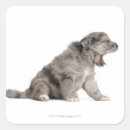 Pesquisar por cachorro adesivos Animal