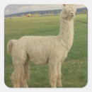 Pesquisar por alpaca adesivos Fofofo
