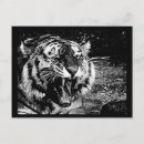 Pesquisar por tigre preto e branco cartoes postais Animais