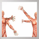 Pesquisar por da anatomia artes pôsteres Força