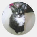 Pesquisar por realismo adesivos Gato