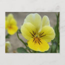 Pesquisar por viola amarela cartoes postais Colorido