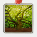 Pesquisar por ornamento dos anjos ornamentos Natureza