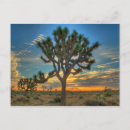 Pesquisar por trees cartoes postais Sunrise