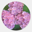 Pesquisar por hortensia adesivos Botânico