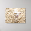 Pesquisar por cordeiro impressão de canvas Animais