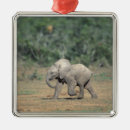 Pesquisar por áfrica do sul ornamentos Natureza