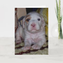 Pesquisar por inglês setter cartão cartoes postais Cachorrinho