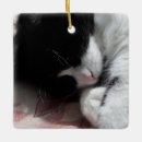 Pesquisar por terno ornamentos Gato