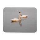 Pesquisar por da cisne imas Qualquer pessoa