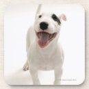 Pesquisar por bull terrier porta copos Animal