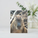 Pesquisar por roedor cartoes postais Animal selvagem