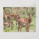 Pesquisar por delta do okavango cartoes postais Animais
