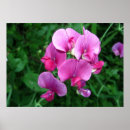 Pesquisar por orquídeas do phalaenopsis pôsteres Natureza