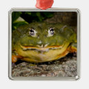 Pesquisar por rã ornamentos Natureza