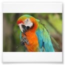 Pesquisar por macaw Animais