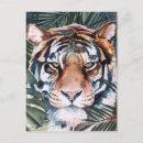 Pesquisar por gato selvagem cartoes postais Tigre