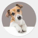 Pesquisar por jack russell adesivos Cachorrinho