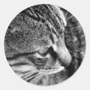 Pesquisar por gatinho branco adesivos Foto