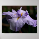 Pesquisar por flor japonesa pôsteres Floral