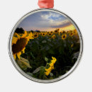 Pesquisar por florescência ornamentos Natureza