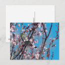 Pesquisar por rosa azul cartoes postais Primavera
