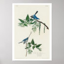 Pesquisar por capas florais artes pôsteres Passarinho