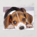 Pesquisar por selo postal animal Fofo
