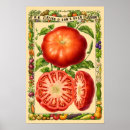 Pesquisar por legumes pósteres pôsteres Tomate