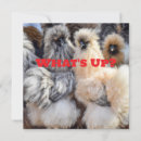 Pesquisar por pintinho cartoes Galinha