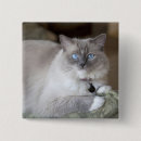 Pesquisar por ragdoll botons Fofo