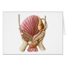 Pesquisar por órgãos reprodutivos cartoes postais Vesículas seminais