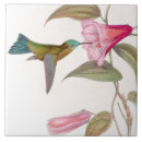 Pesquisar por colibris Flores