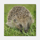 Pesquisar por hedgehog imas Selvagem