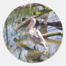 Pesquisar por pelican adesivos Aves