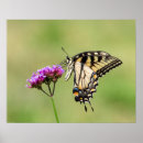 Pesquisar por borboletas orientais swallowtail tigre pôsteres Flor