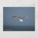 Pesquisar por pássaros da canção cartoes postais Qualquer pessoa