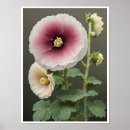 Pesquisar por hollyhock Arte botânica