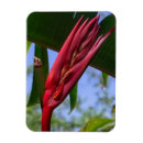 Pesquisar por heliconia Jardim